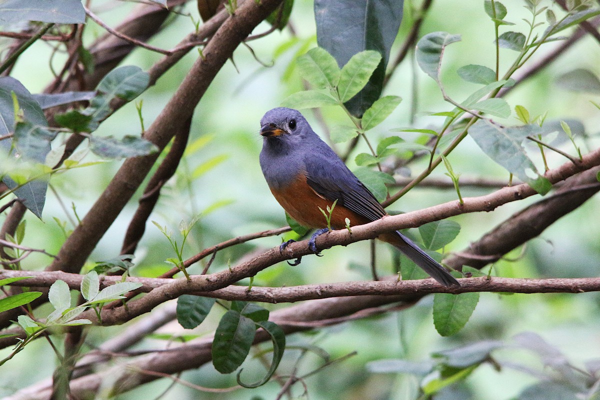 Black-faced Monarch - ML632723025