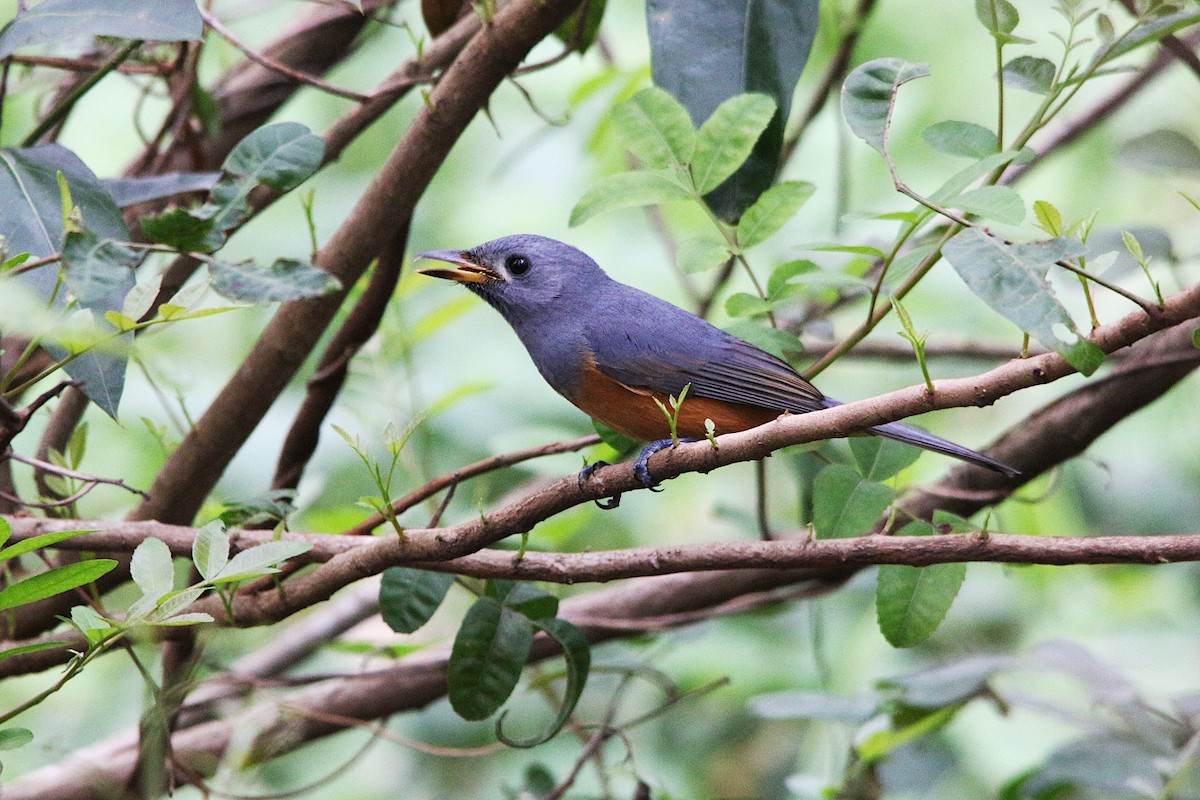 Black-faced Monarch - ML632723026