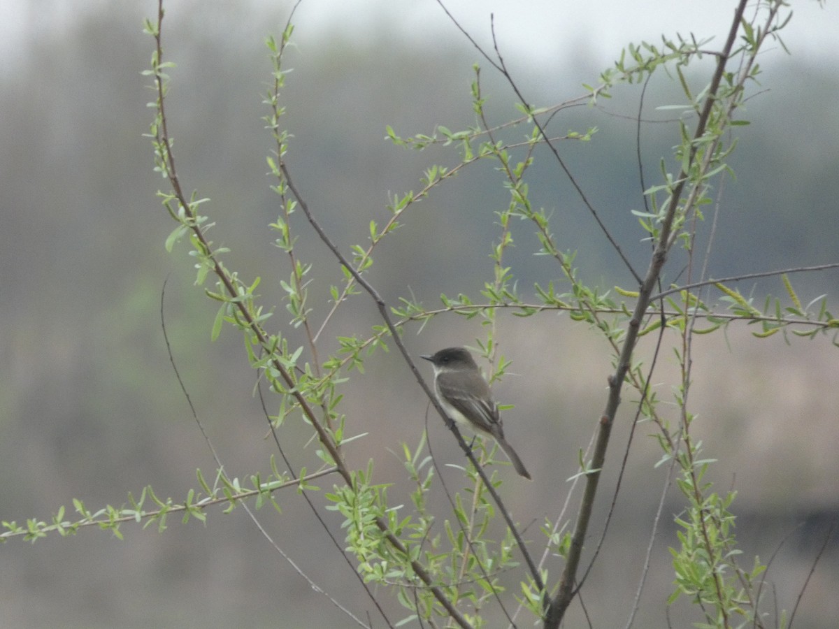 Eastern Phoebe - ML632723257