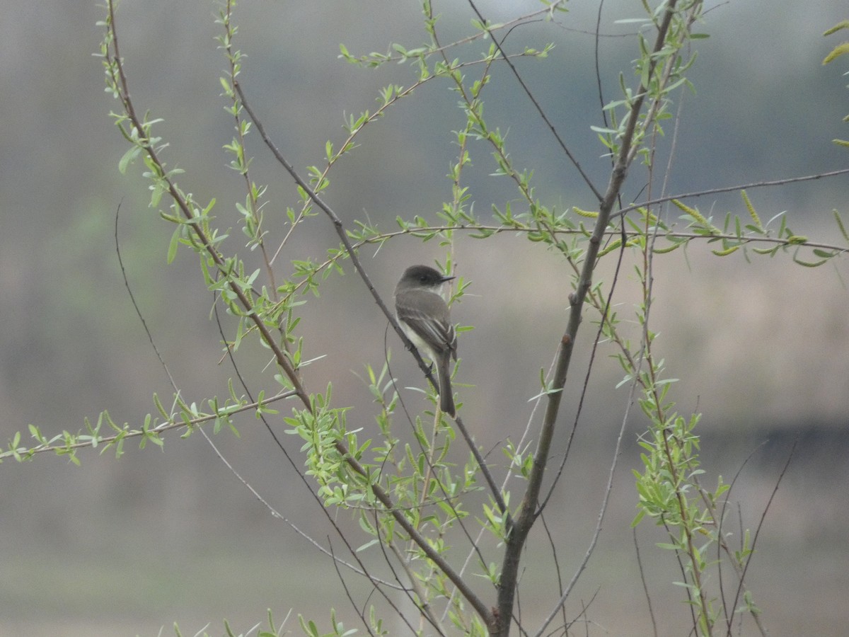Eastern Phoebe - ML632723258