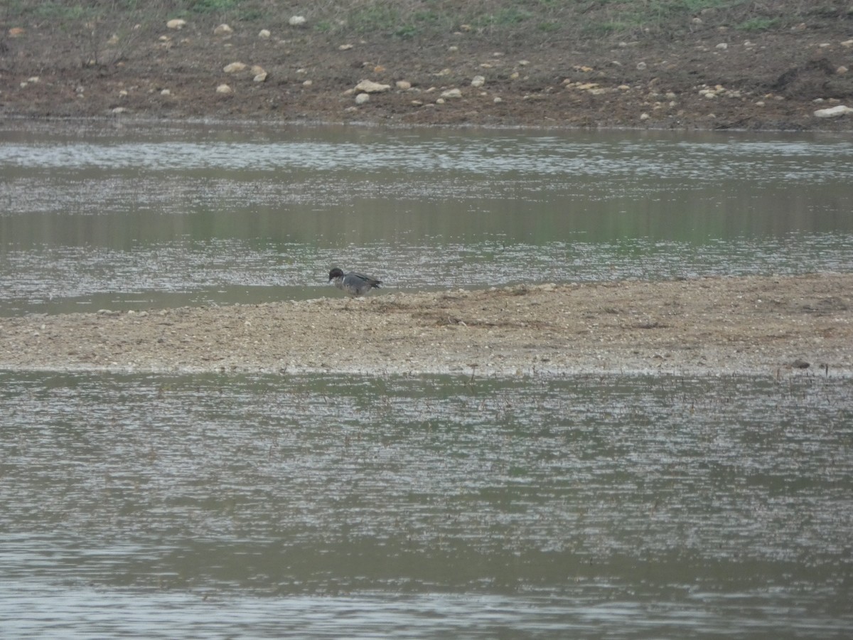 Green-winged Teal - ML632723297