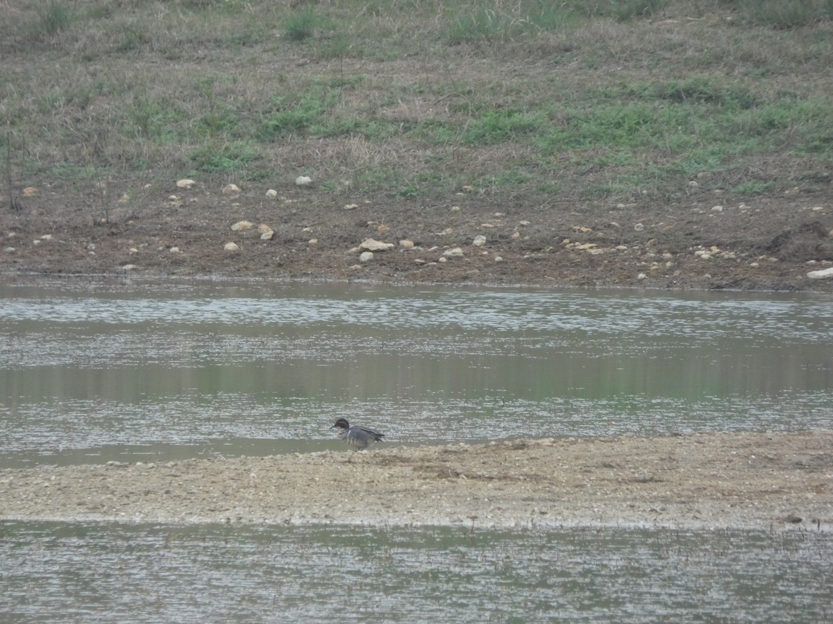 Green-winged Teal - ML632723298