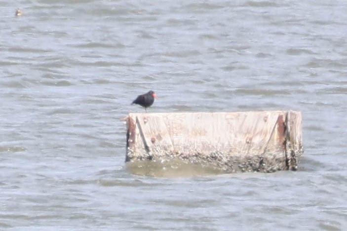 Black Oystercatcher - ML632723336