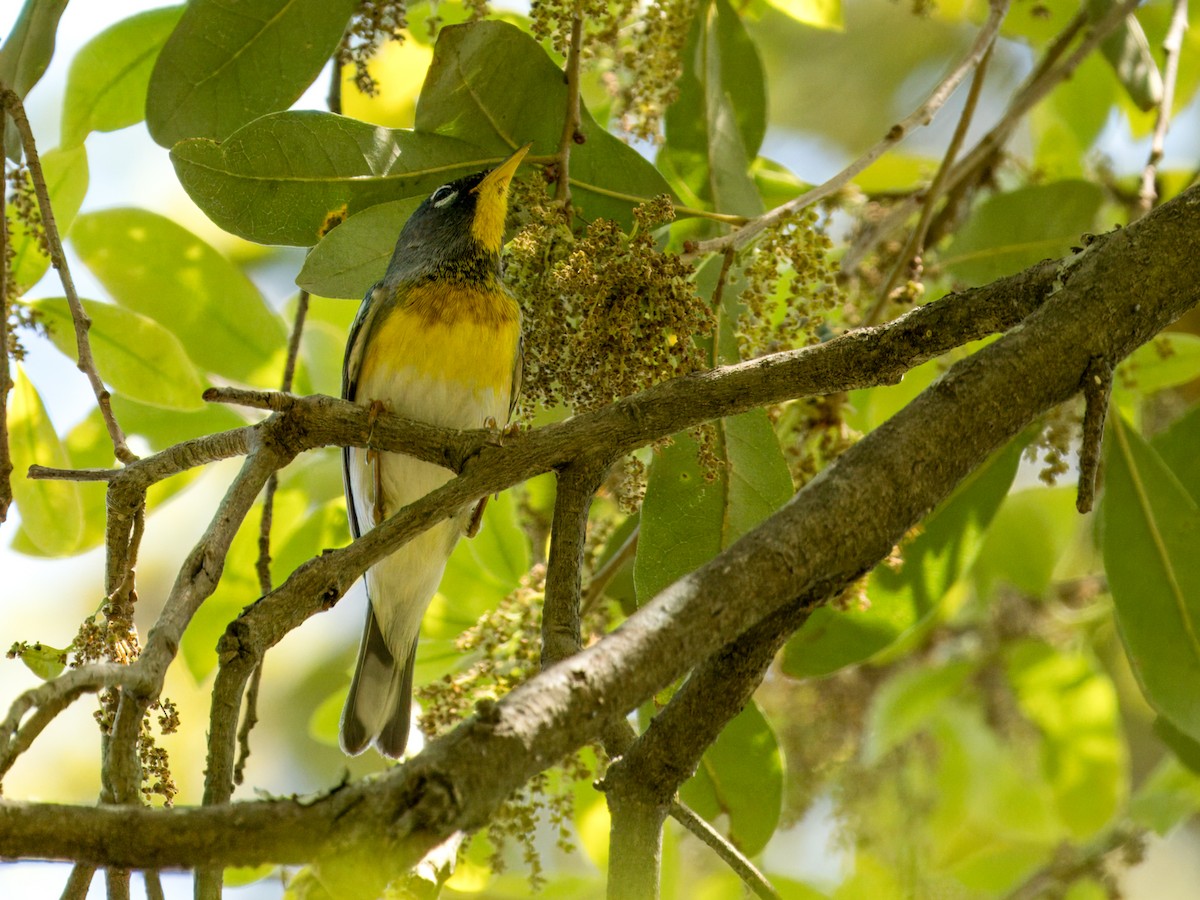 Northern Parula - ML632723378