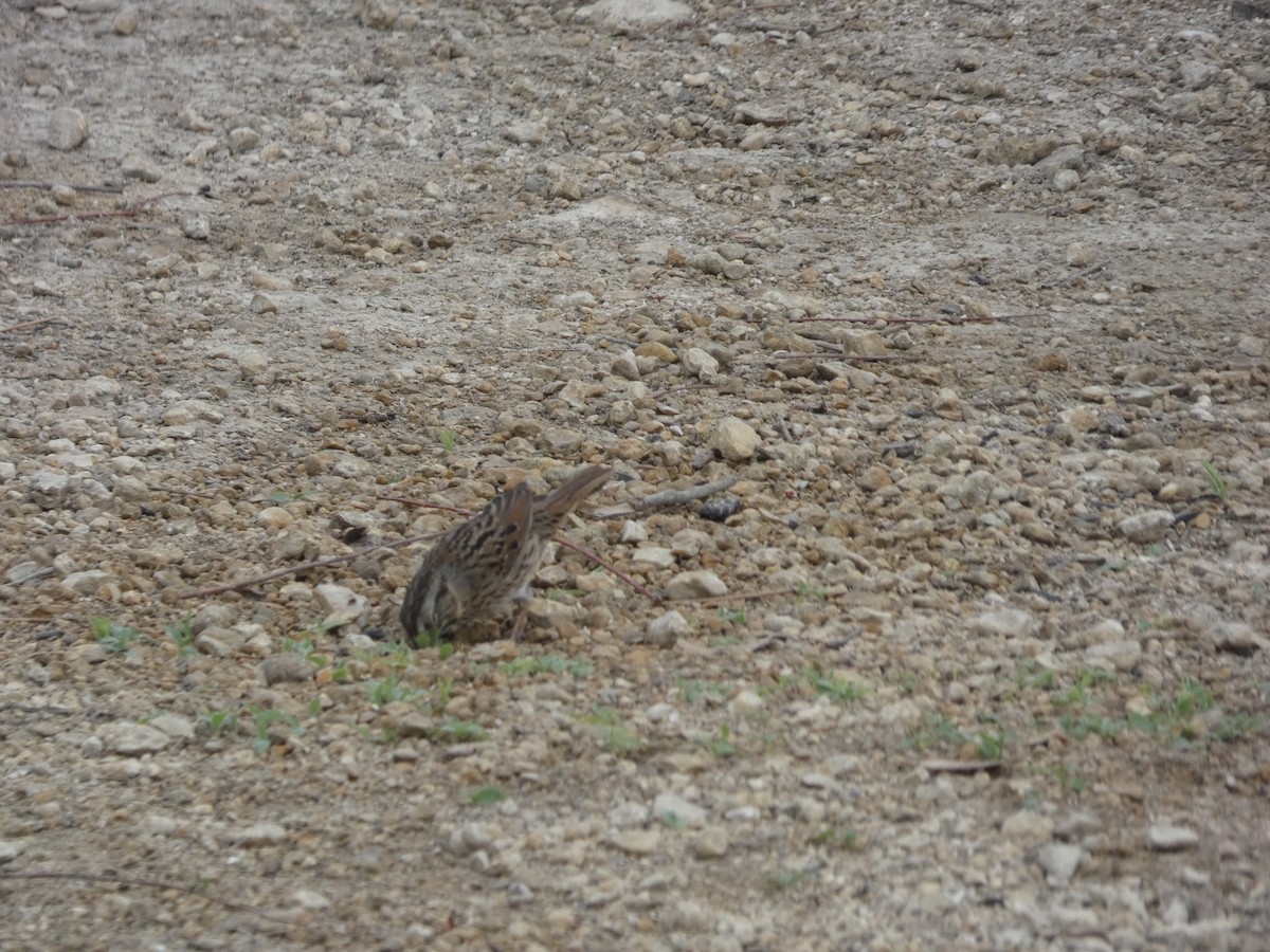 Lincoln's Sparrow - ML632723398