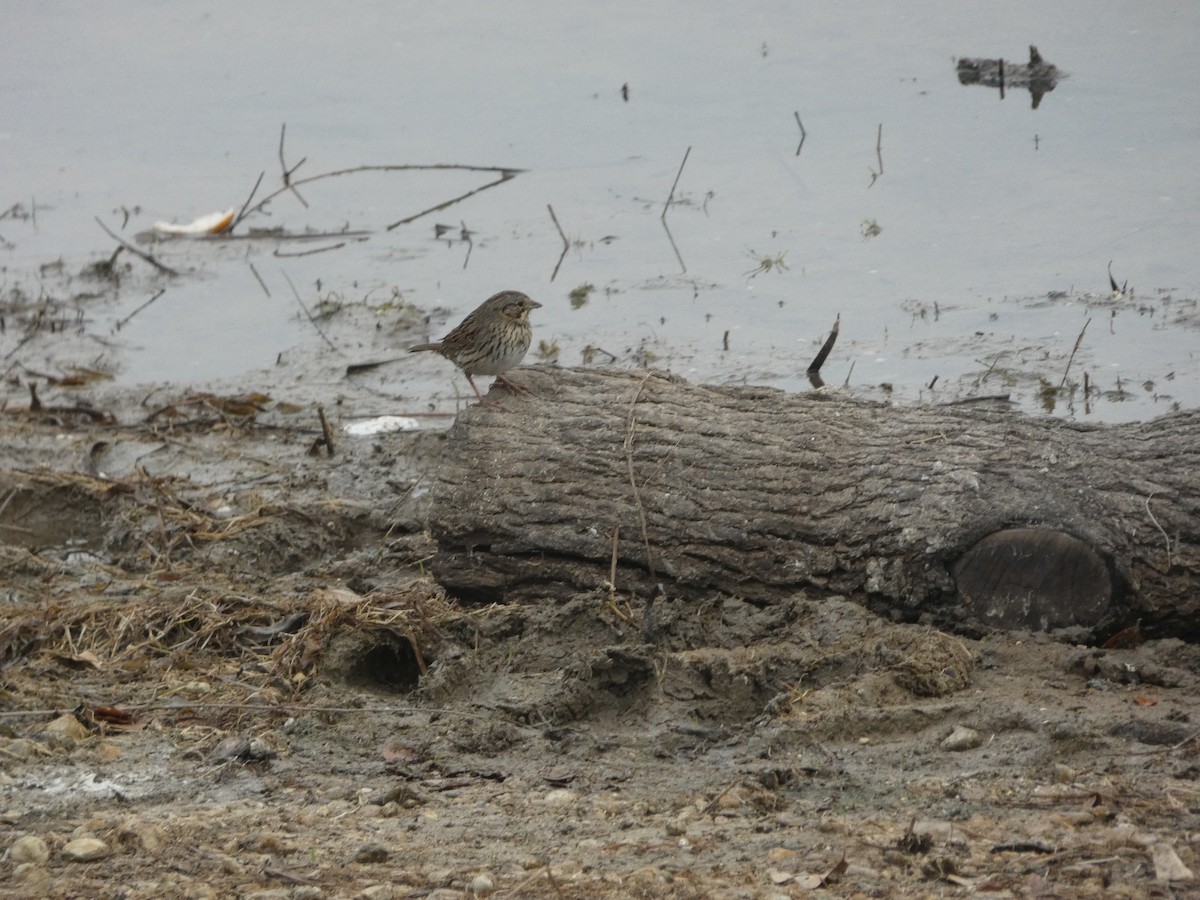 Lincoln's Sparrow - ML632723399