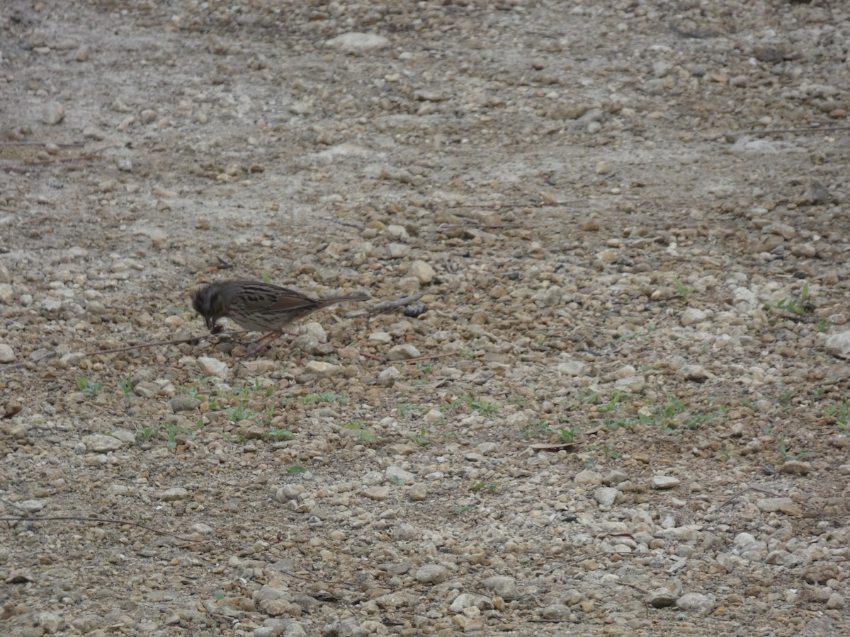 Lincoln's Sparrow - ML632723400