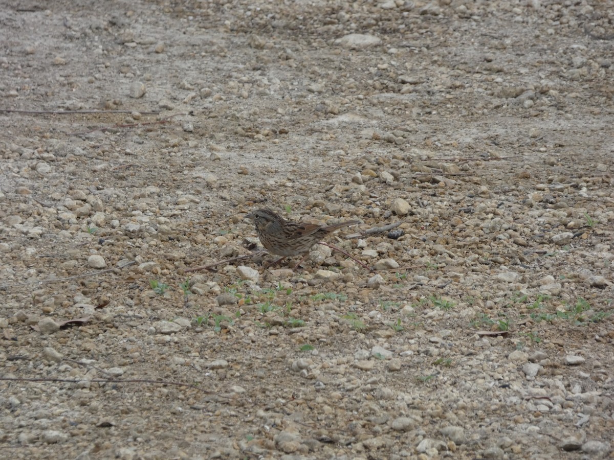Lincoln's Sparrow - ML632723401