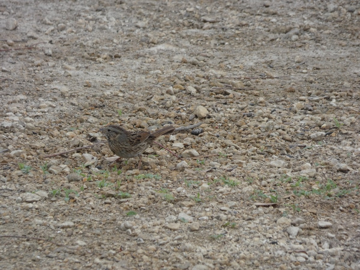 Lincoln's Sparrow - ML632723402