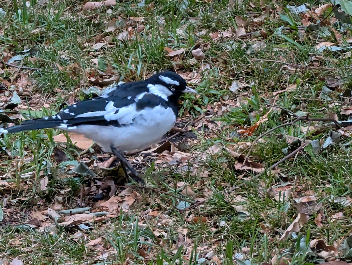 Magpie-lark - ML632723475