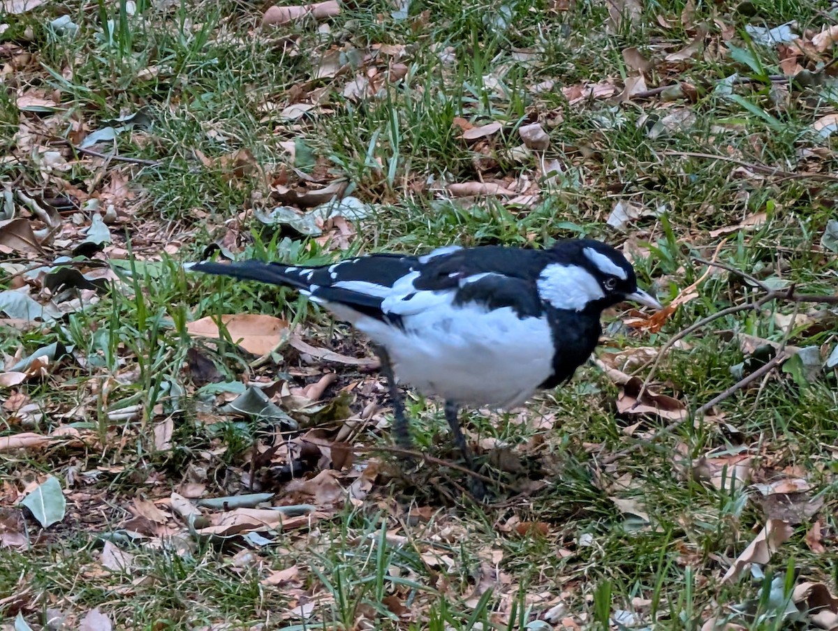 Magpie-lark - ML632723493
