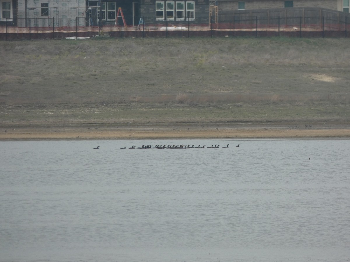 Double-crested Cormorant - ML632723497