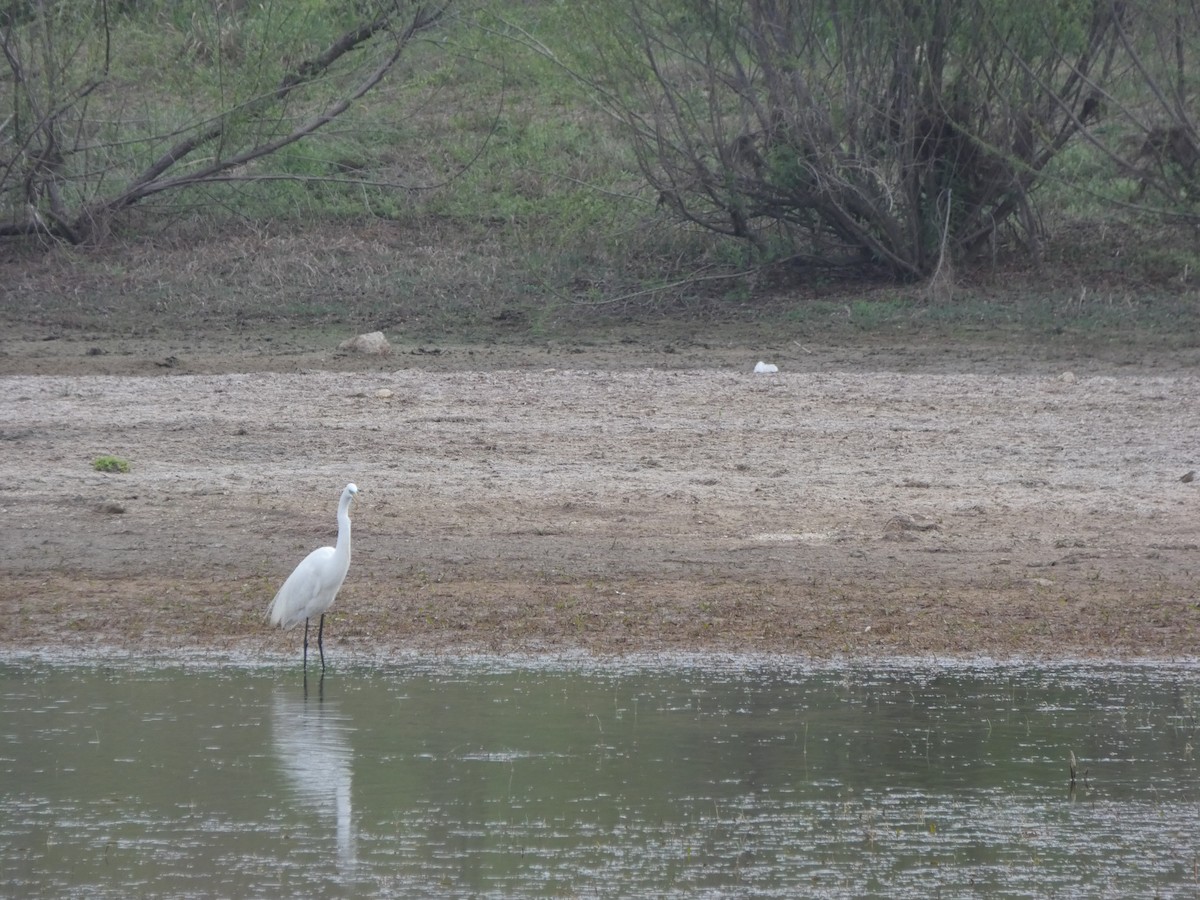 Great Egret - ML632723548