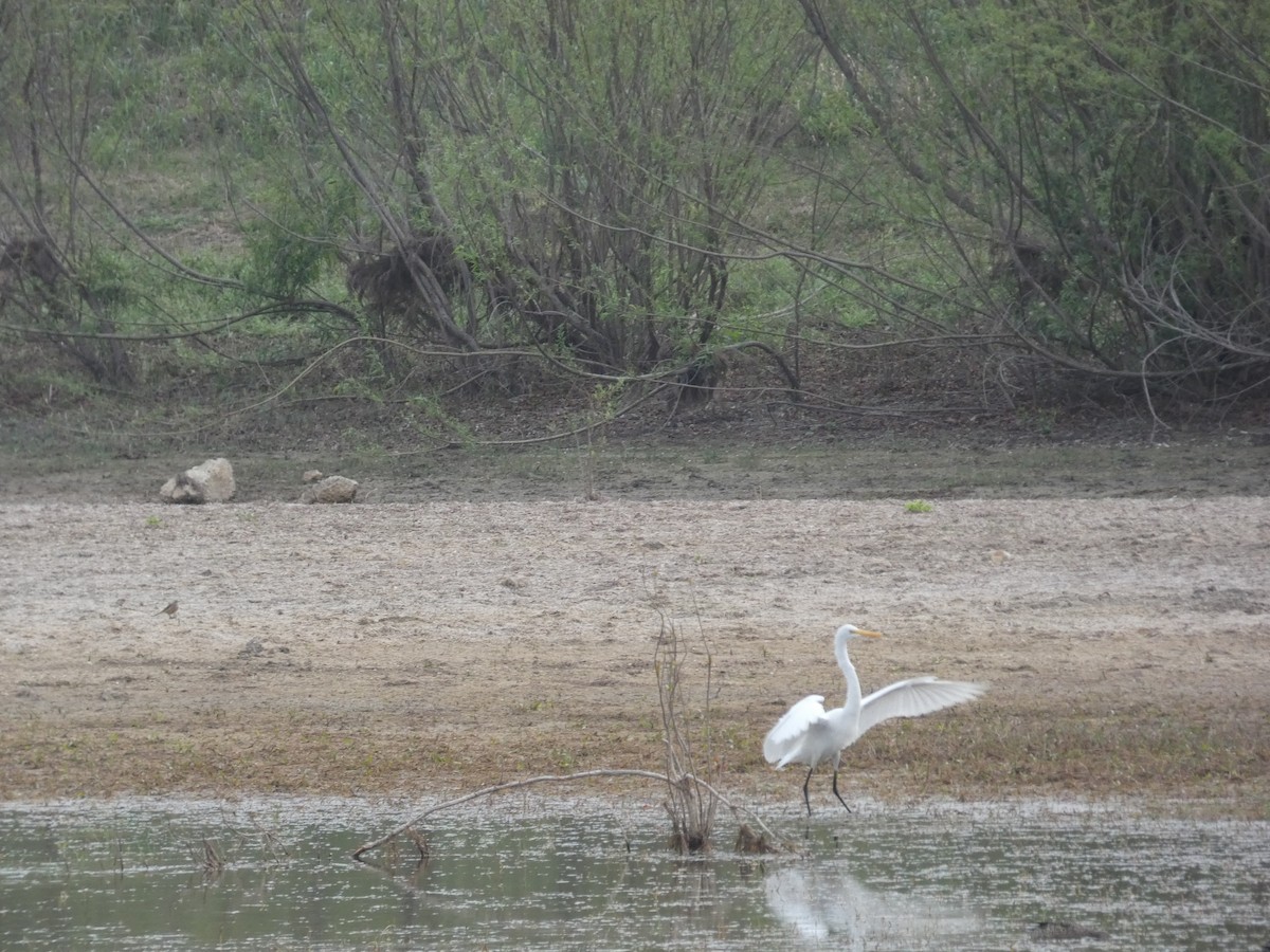 Great Egret - ML632723549