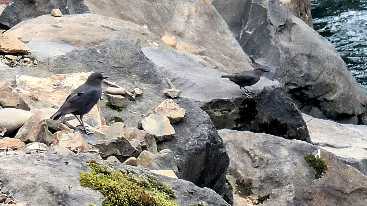 American Dipper - ML632723557