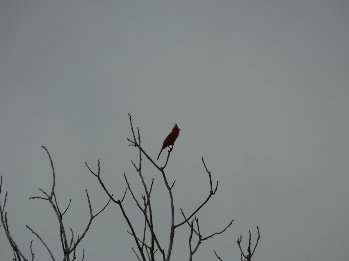Northern Cardinal - ML632723581