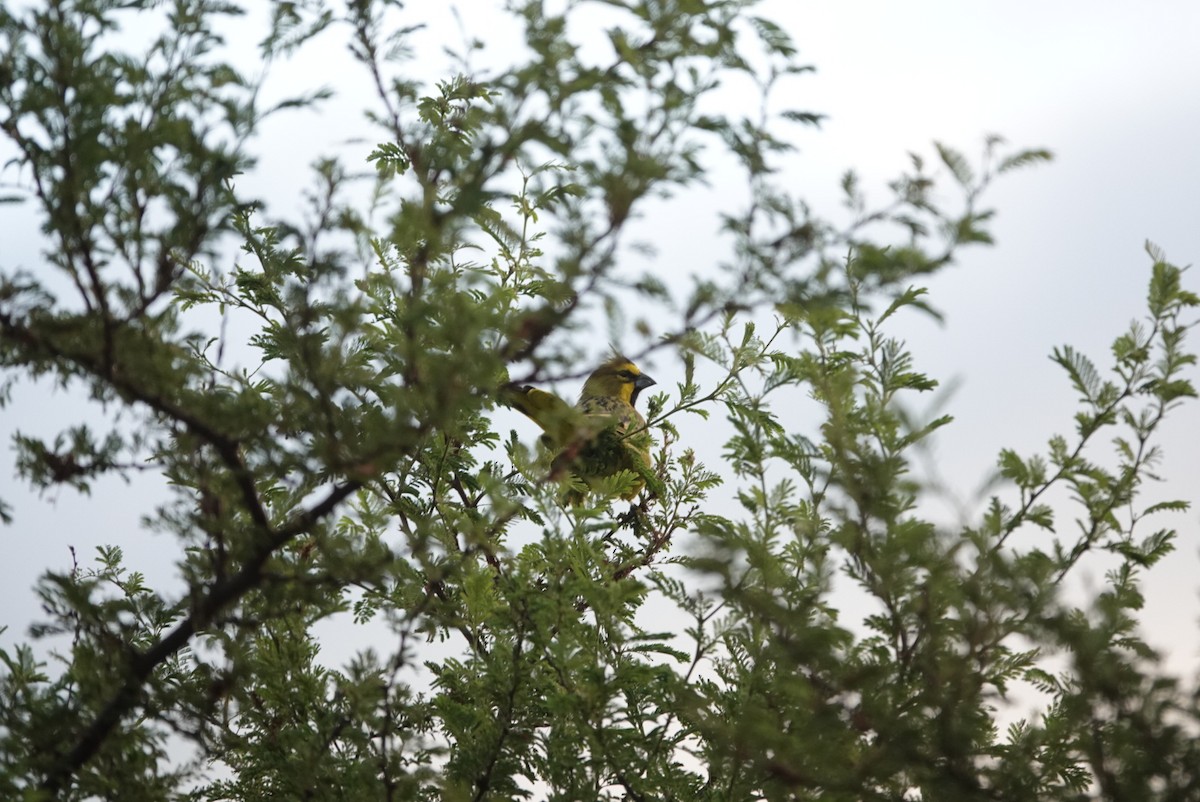 Yellow Cardinal - ML632723596
