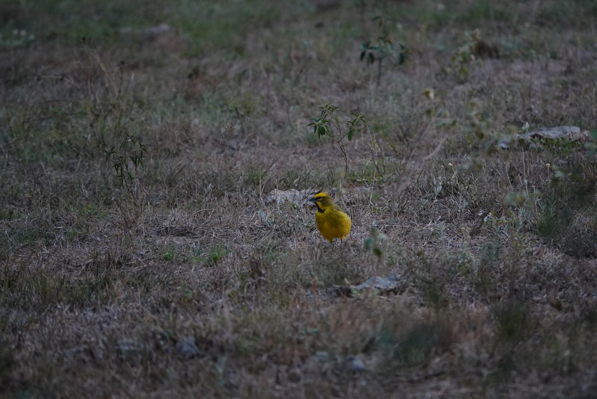Yellow Cardinal - ML632723597