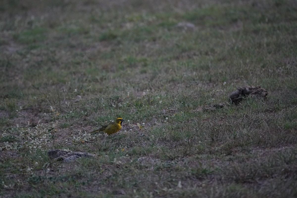 Yellow Cardinal - ML632723599