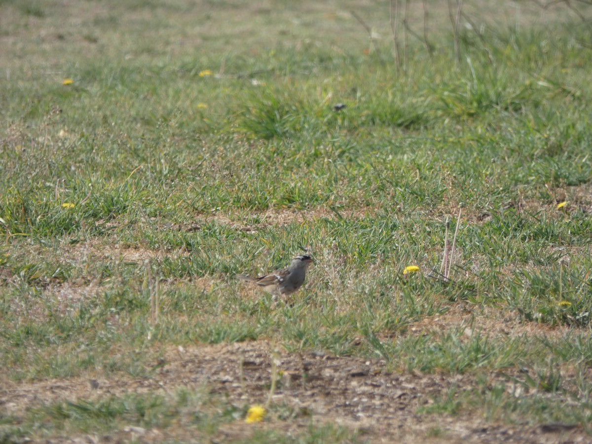 White-crowned Sparrow - ML632723617
