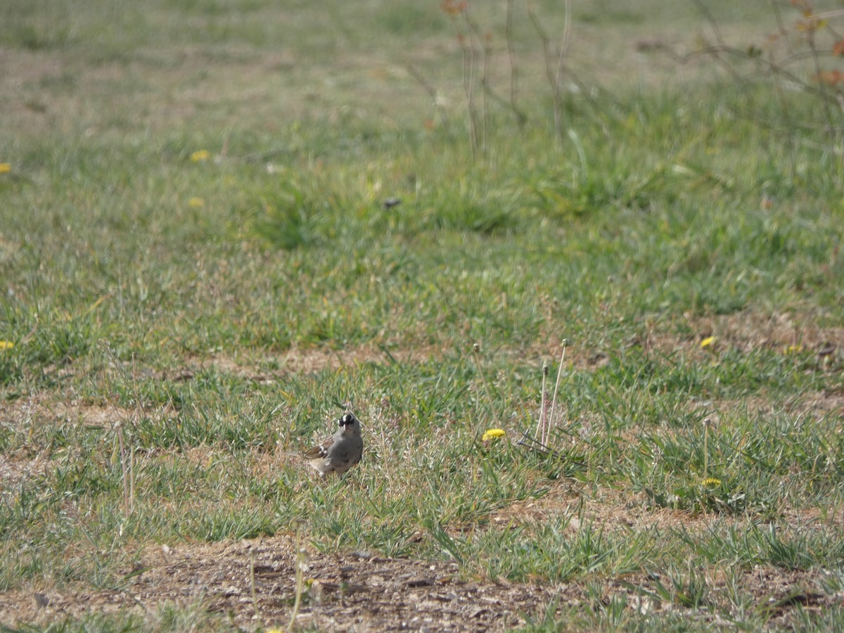 White-crowned Sparrow - ML632723622