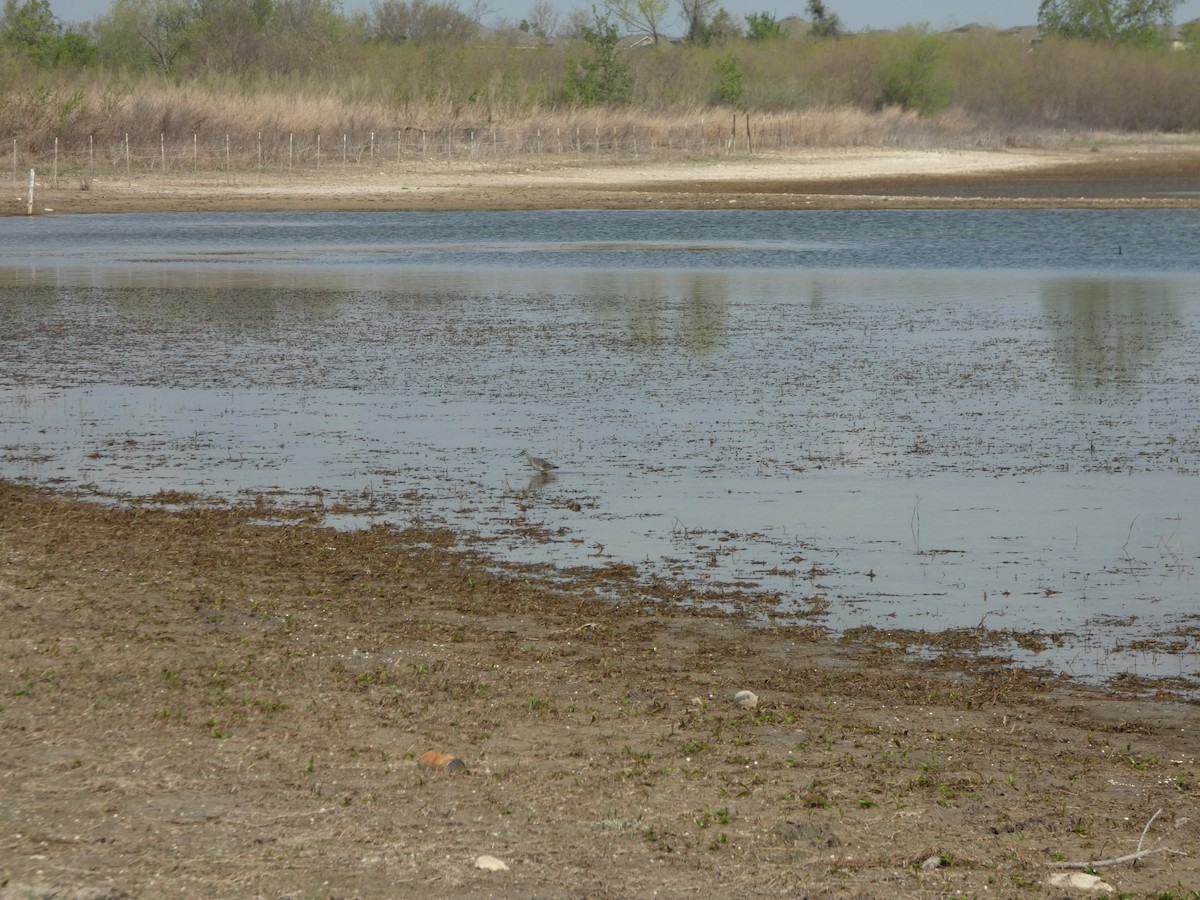 Greater Yellowlegs - ML632723633
