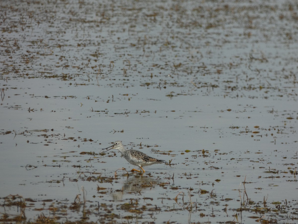 Greater Yellowlegs - ML632723634