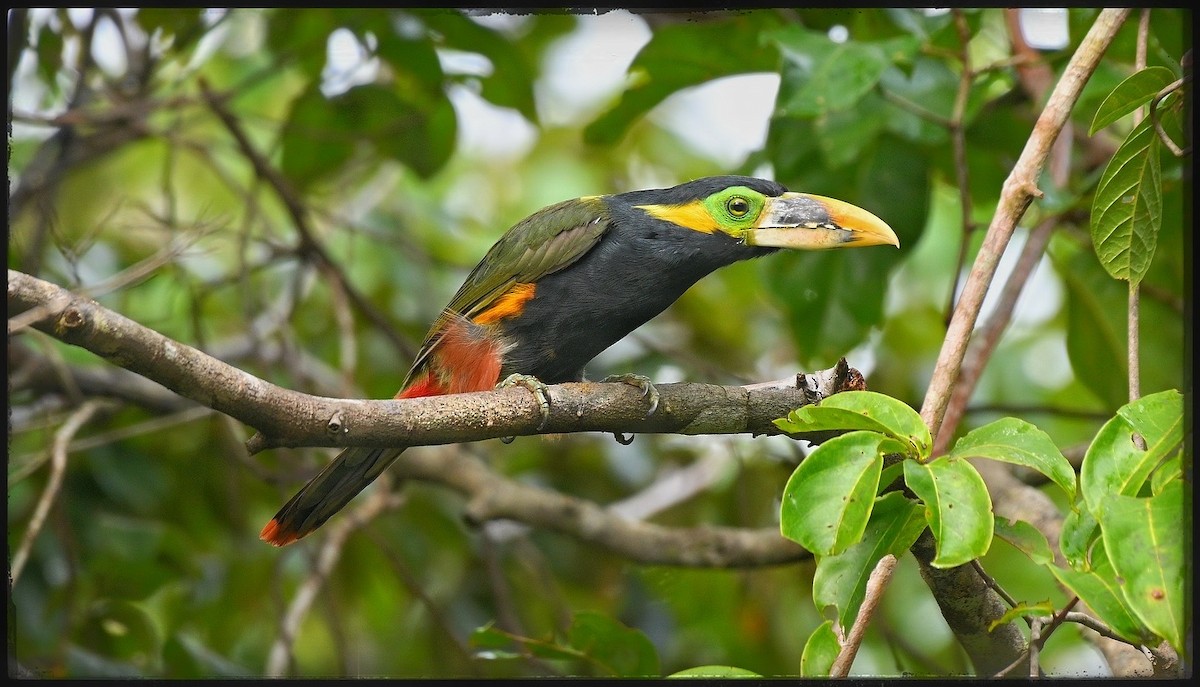 Gould's Toucanet - ML632723681
