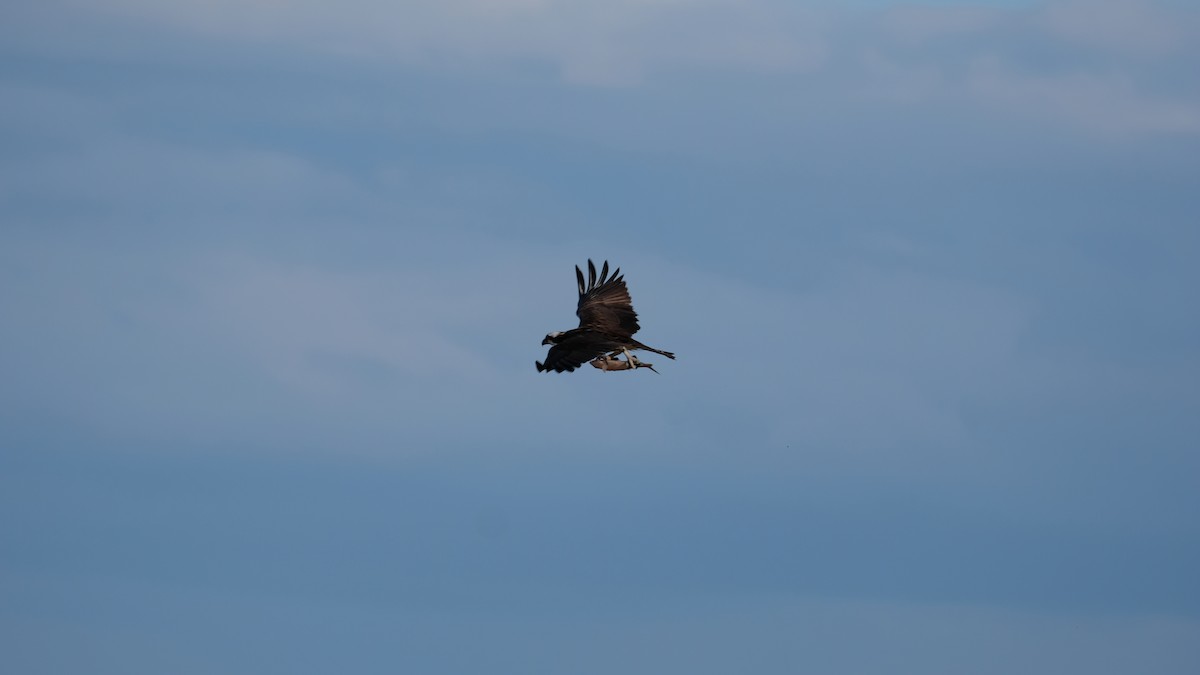 Águila Pescadora - ML632723751