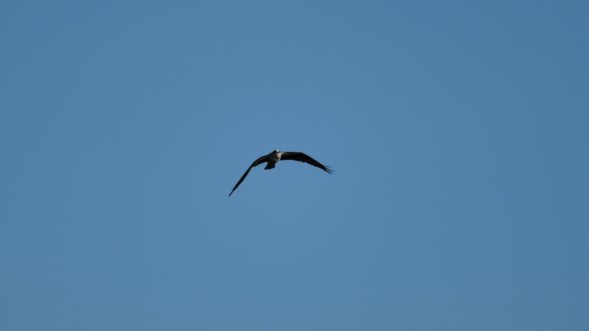 Águila Pescadora - ML632723754