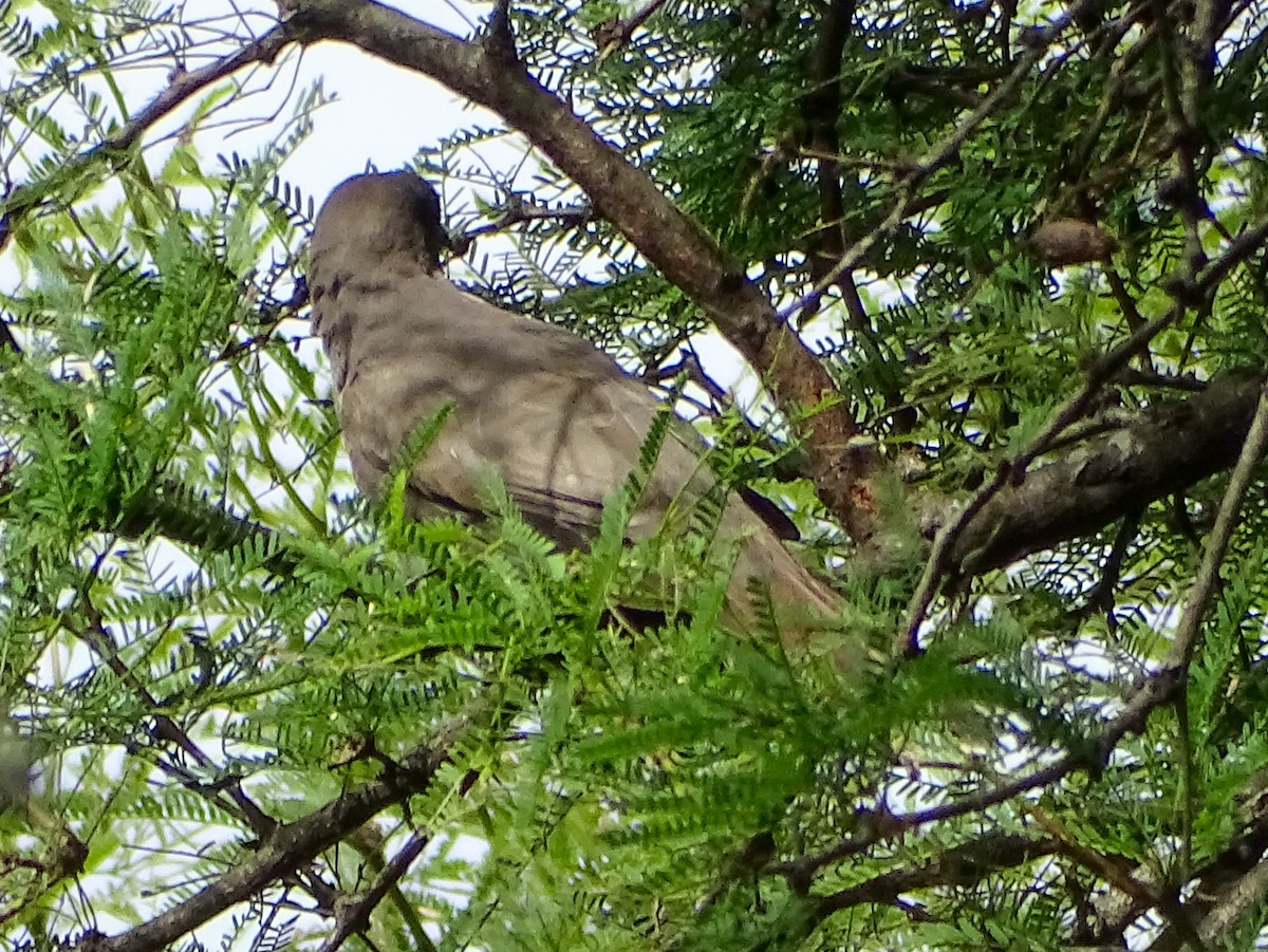 Ash-colored Cuckoo - ML632723783