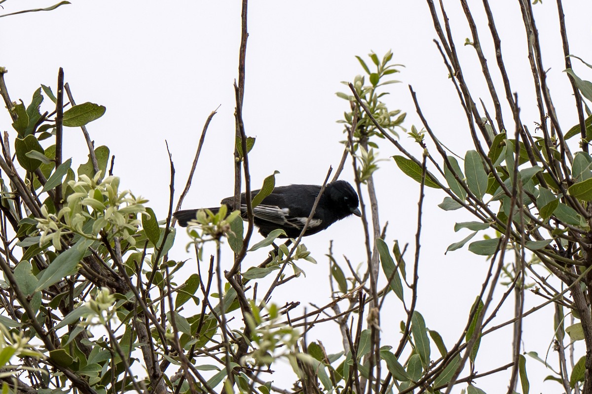 Carbonero Negro - ML632723910