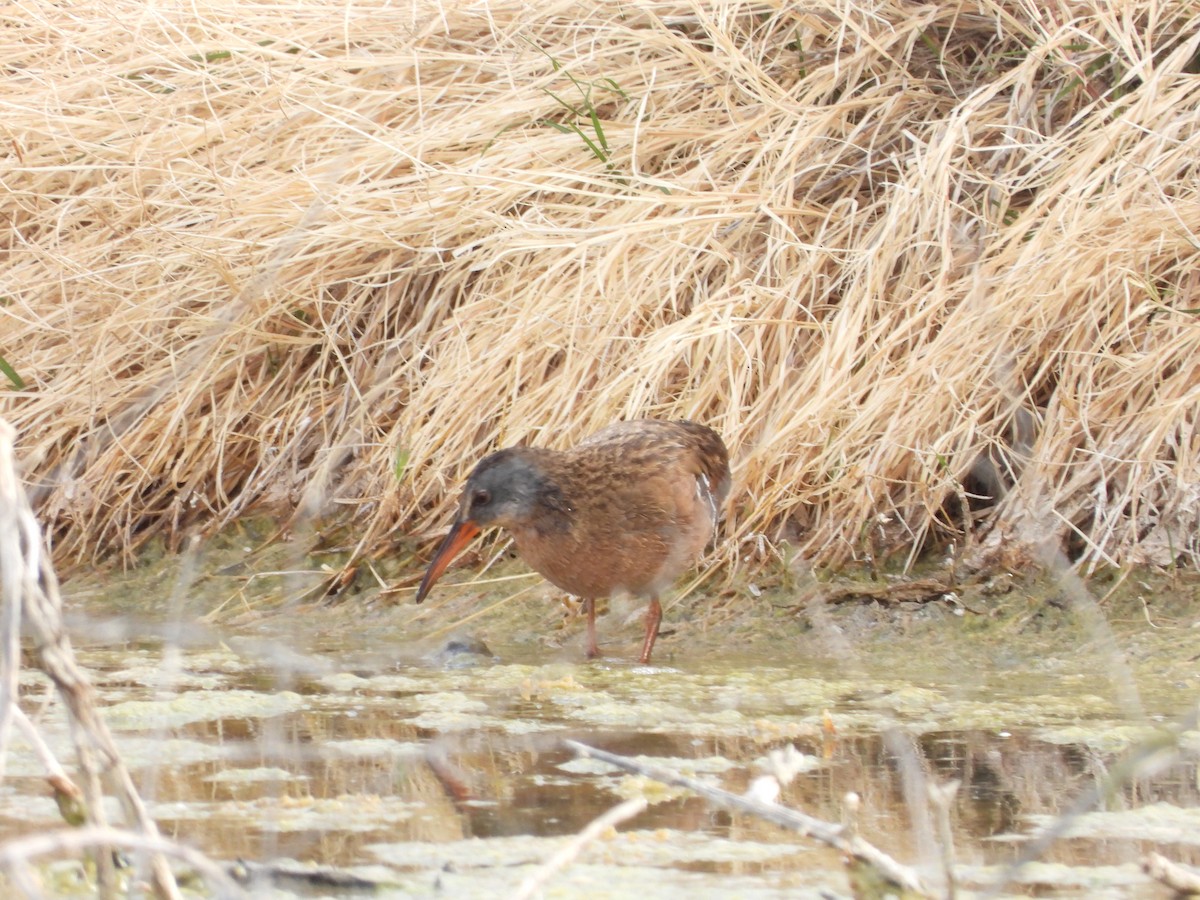 Virginia Rail - ML632723921