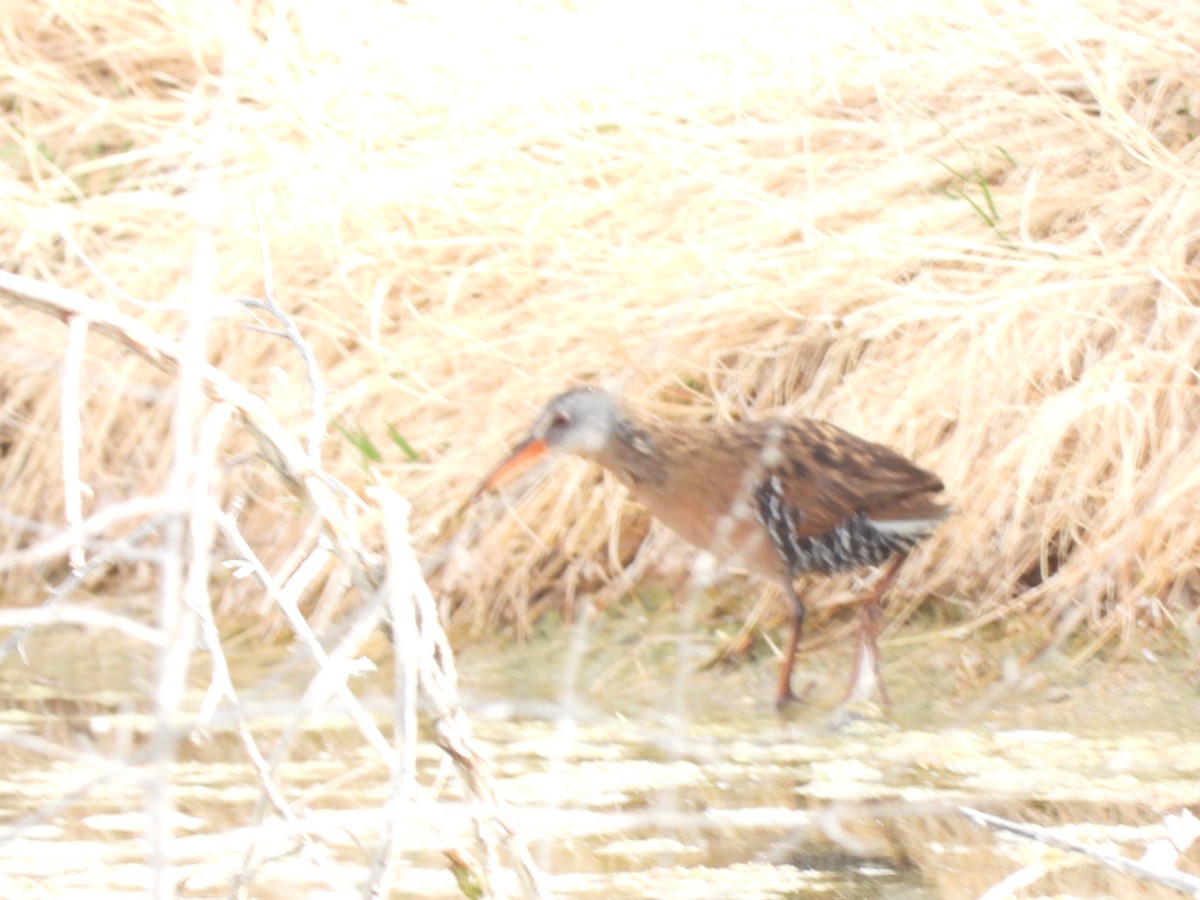 Virginia Rail - ML632723922