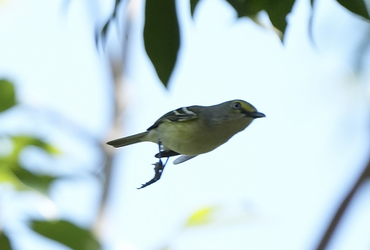 White-eyed Vireo - ML632723976