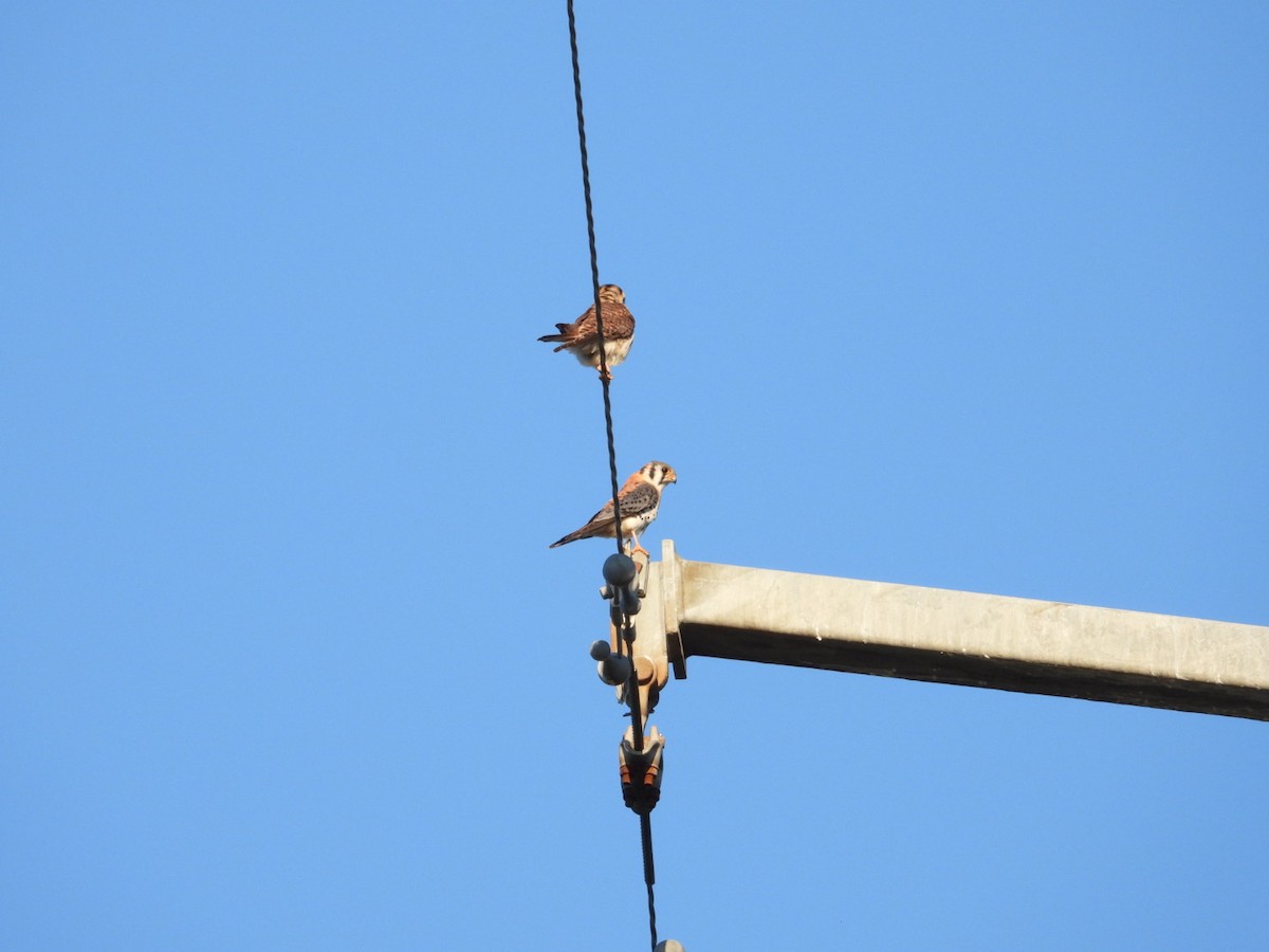American Kestrel - ML632724141
