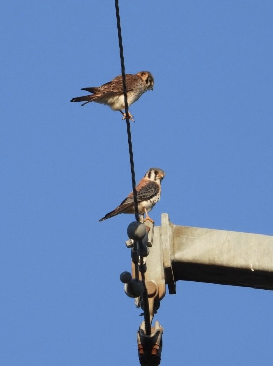 American Kestrel - ML632724142