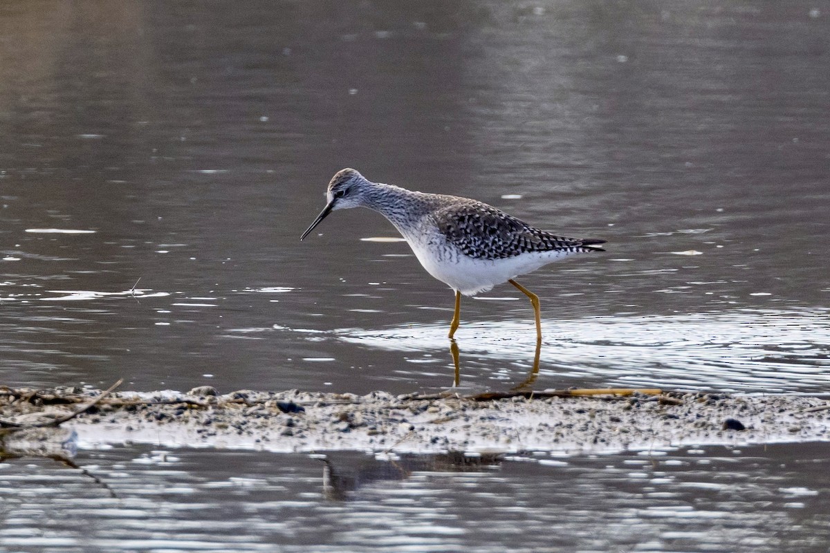 Lesser Yellowlegs - ML632724251