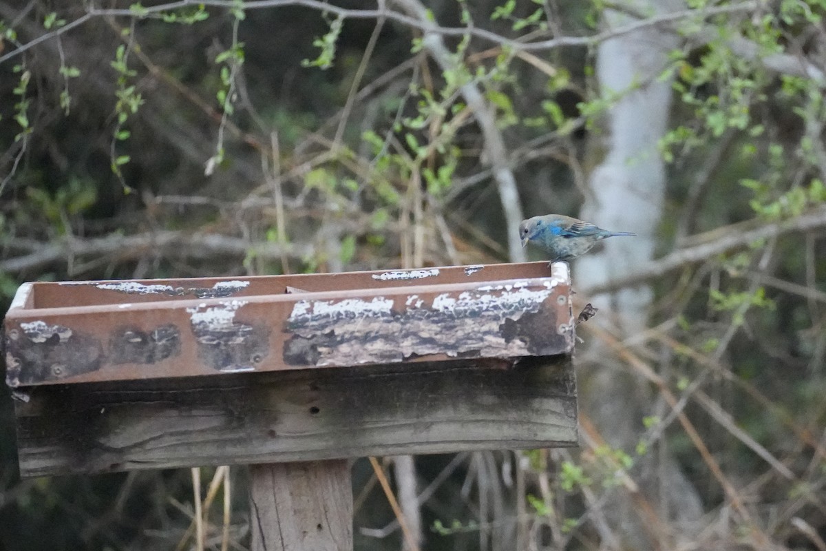Indigo Bunting - ML632724275