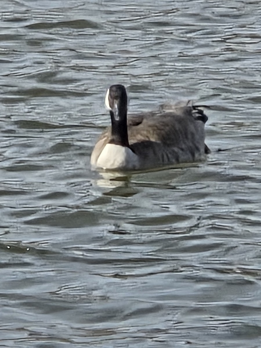 Canada Goose - ML632724341