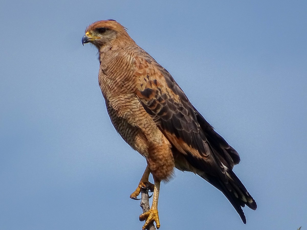 Savanna Hawk - ML632724359