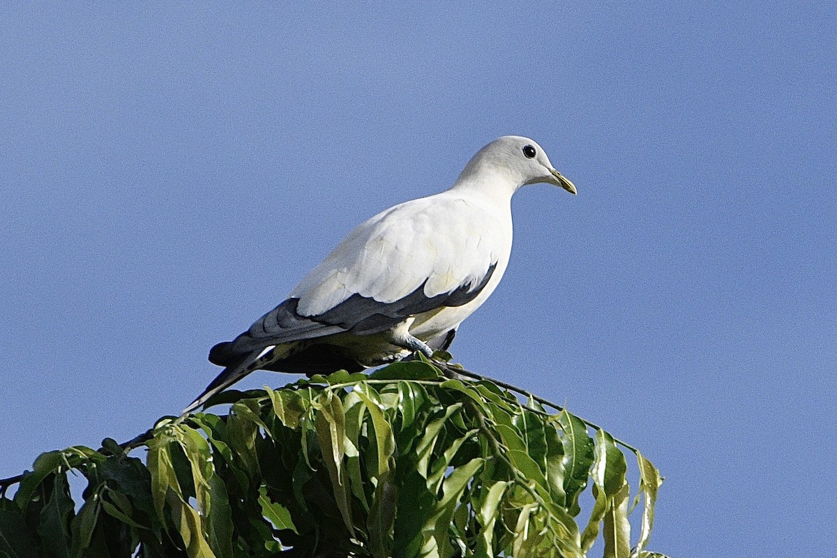Akça Has Güvercin - ML632724377