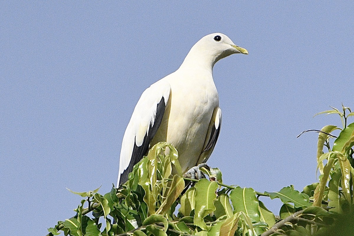 Akça Has Güvercin - ML632724378
