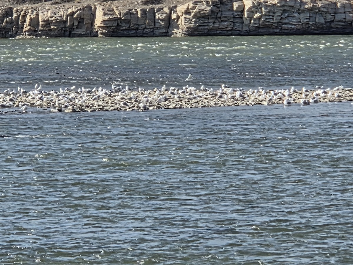 Ring-billed Gull - ML632724386
