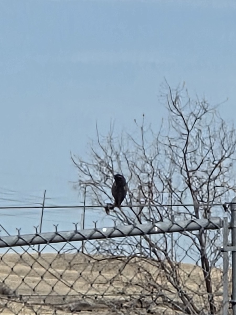 European Starling - ML632724420