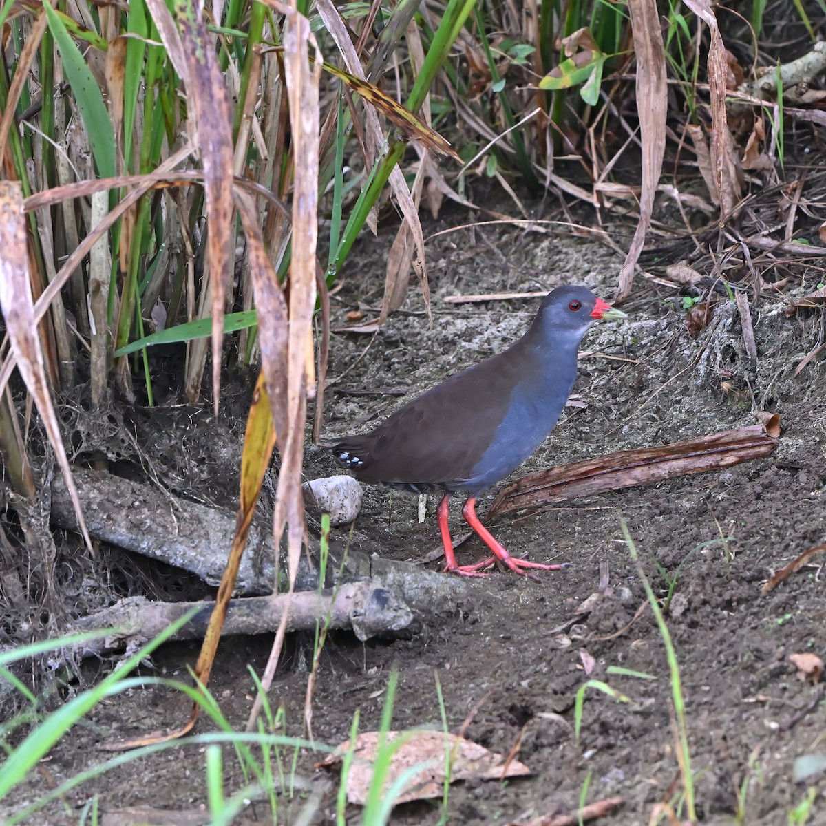Paint-billed Crake - ML632724580