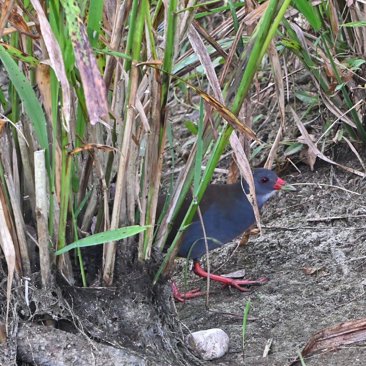 Paint-billed Crake - ML632724581