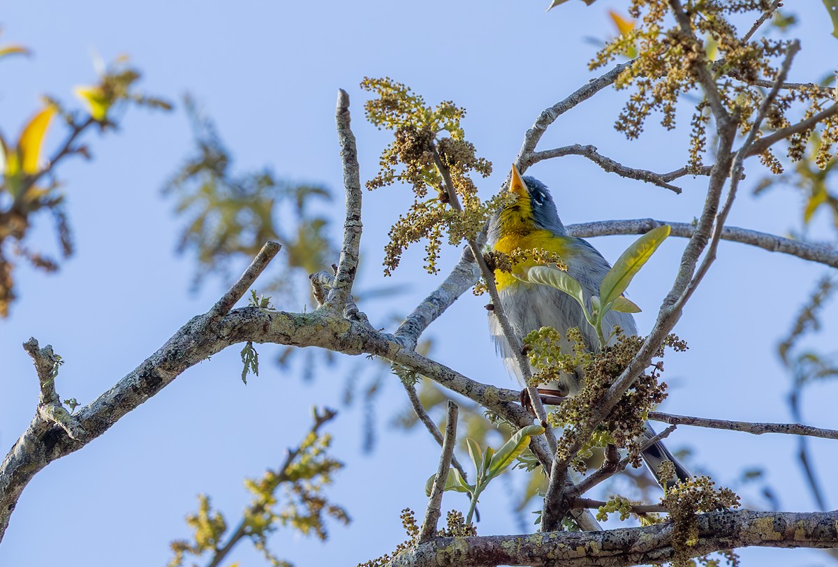 Northern Parula - ML632724856