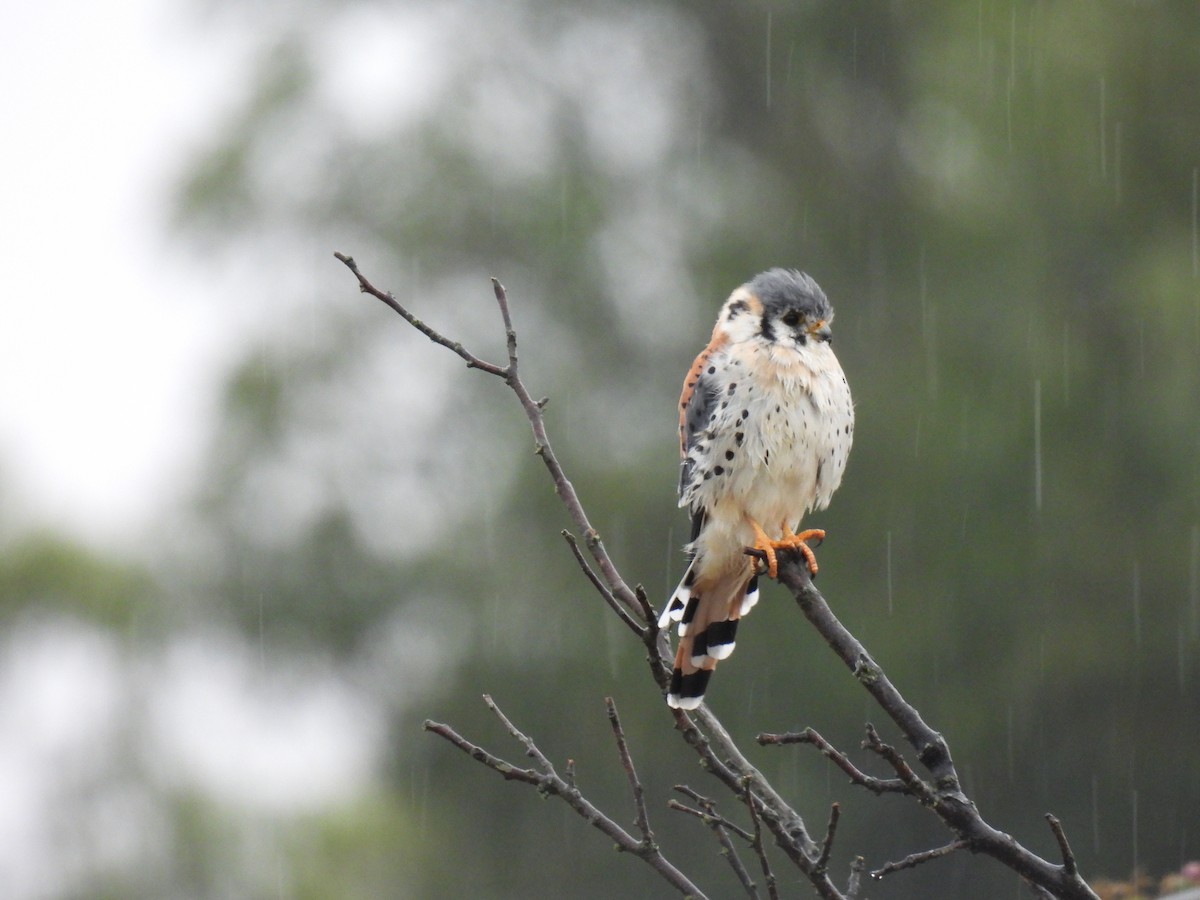 American Kestrel - ML632724861