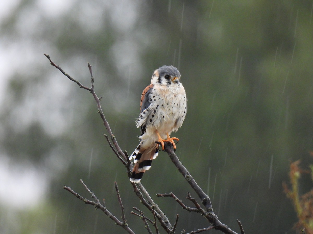 American Kestrel - ML632724872